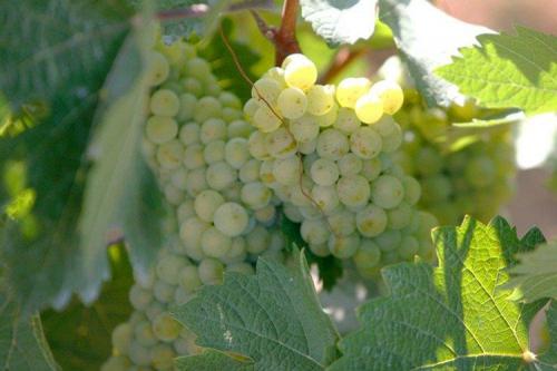 Сорта винограда и их характеристики. Лучшие сорта винограда: фото, названия и описания (каталог)