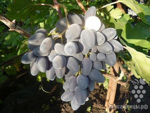 Практическая информация по сортам винограда. Всем мира и добра! 17
