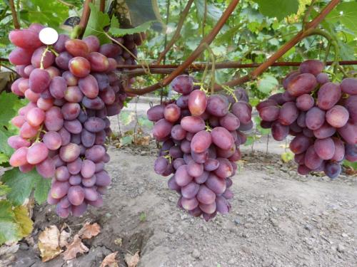 Практическая информация по сортам винограда. Всем мира и добра! 16