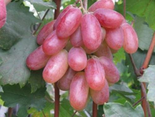 Практическая информация по сортам винограда. Всем мира и добра! 20