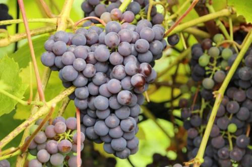 Практическая информация по сортам винограда. Всем мира и добра! 15