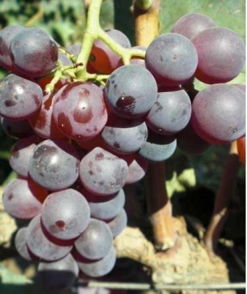 Практическая информация по сортам винограда. Всем мира и добра! 18