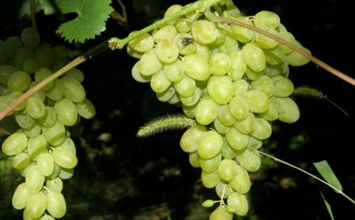 Практическая информация по сортам винограда. Всем мира и добра! 14