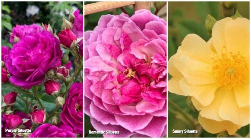 Лучшие и новые сорта роз. Какие розы интересны коллекционерам в 2022 году 01 Лучшие и новые сорта роз. Какие розы интересны коллекционерам в 2022 году 01