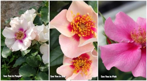 Лучшие и новые сорта роз. Какие розы интересны коллекционерам в 2022 году 04 Лучшие и новые сорта роз. Какие розы интересны коллекционерам в 2022 году 04