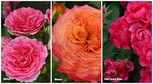 Лучшие и новые сорта роз. Какие розы интересны коллекционерам в 2022 году 02 Лучшие и новые сорта роз. Какие розы интересны коллекционерам в 2022 году 02