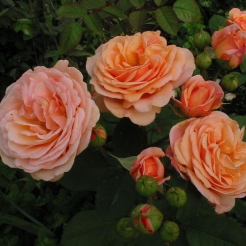 Лучшие зимостойкие сорта роз, цветущие все лето 25