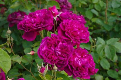 Лучшие зимостойкие сорта роз, цветущие все лето 21