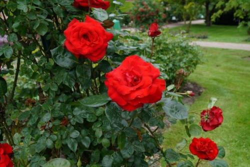 Лучшие зимостойкие сорта роз, цветущие все лето 18