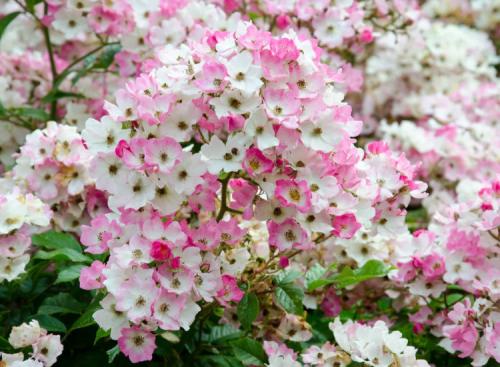 Лучшие зимостойкие сорта роз, цветущие все лето 23