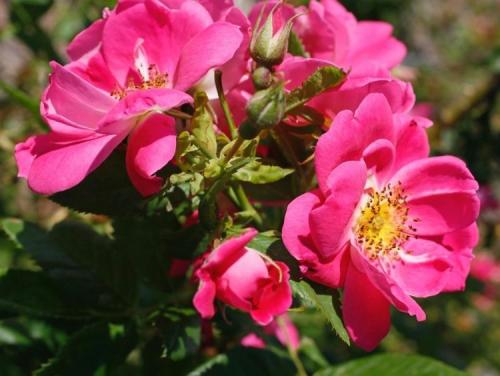 Лучшие зимостойкие сорта роз, цветущие все лето 24