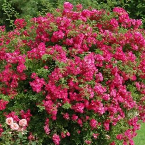 Лучшие зимостойкие сорта роз, цветущие все лето 26