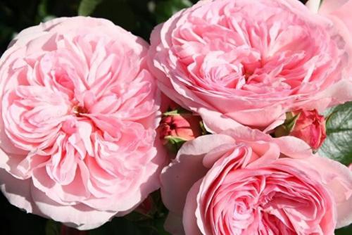 Роза флорибунда зимостойкие сорта. ТОП 12 сортов розы флорибунда, посадка и уход в открытом грунте