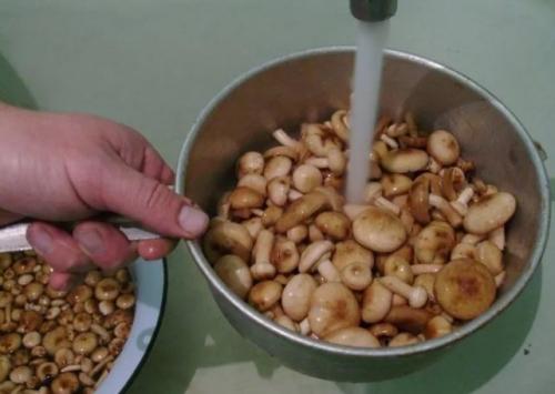 Икра из опят с луком и морковью и чесноком. Простой рецепт икры из опят с чесноком на зиму