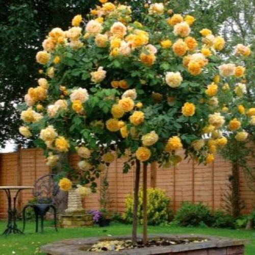 25 сортов МОЕЙ КОЛЛЕКЦИИ РОЗОВЫХ роз. Описание видов и сортов 14 25 сортов МОЕЙ КОЛЛЕКЦИИ РОЗОВЫХ роз. Описание видов и сортов 14