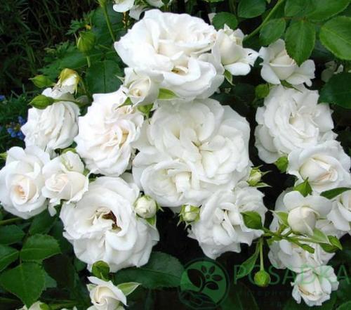 Роза флорибунда зимостойкие сорта. ТОП 12 сортов розы флорибунда, посадка и уход в открытом грунте