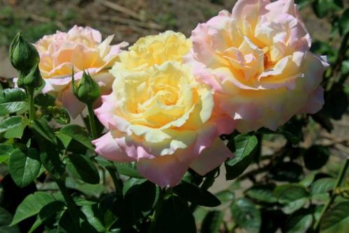 25 сортов МОЕЙ КОЛЛЕКЦИИ РОЗОВЫХ роз. Описание видов и сортов 07 25 сортов МОЕЙ КОЛЛЕКЦИИ РОЗОВЫХ роз. Описание видов и сортов 07