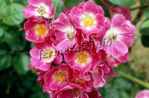 12 лучших сортов плетистых роз. Группы плетистых роз