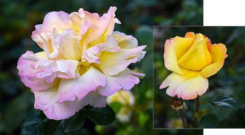 25 сортов МОЕЙ КОЛЛЕКЦИИ РОЗОВЫХ роз. Описание видов и сортов 20 25 сортов МОЕЙ КОЛЛЕКЦИИ РОЗОВЫХ роз. Описание видов и сортов 20