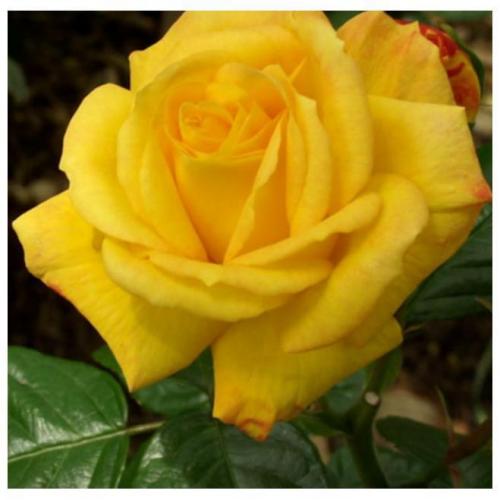 Роза флорибунда зимостойкие сорта. ТОП 12 сортов розы флорибунда, посадка и уход в открытом грунте