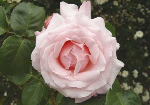 25 сортов МОЕЙ КОЛЛЕКЦИИ РОЗОВЫХ роз. Описание видов и сортов 06 25 сортов МОЕЙ КОЛЛЕКЦИИ РОЗОВЫХ роз. Описание видов и сортов 06