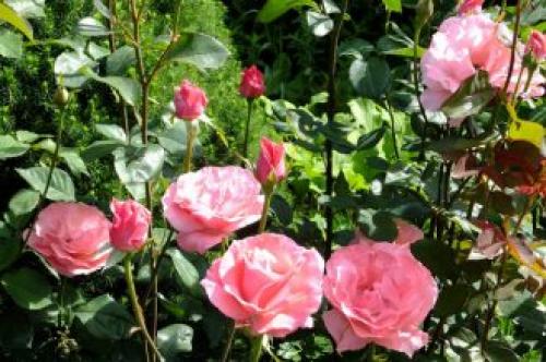 25 сортов МОЕЙ КОЛЛЕКЦИИ РОЗОВЫХ роз. Описание видов и сортов