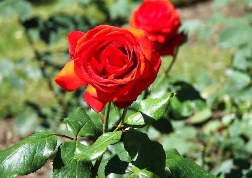 Самые выносливые розы. Какие сорта роз самые неприхотливые и зимостойкие