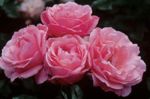 25 сортов МОЕЙ КОЛЛЕКЦИИ РОЗОВЫХ роз. Описание видов и сортов