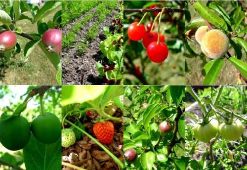 Совместимость персика с другими деревьями. Совместимость растений. Част. Конкуренты и враги