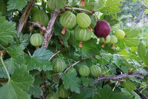 Совместимость вишни с другими плодовыми деревьями и кустарниками. Соседи вишни на участке, что можно и нельзя сажать рядом