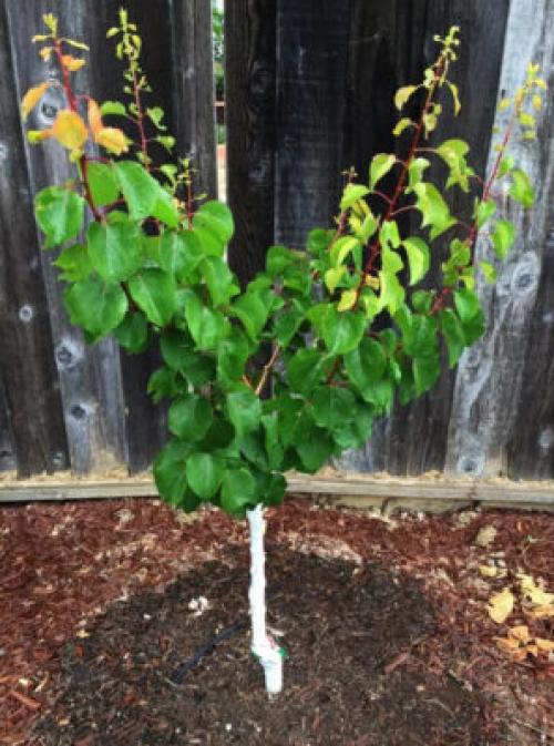 Совместимость абрикоса с другими деревьями. Совместимость с деревьями и кустарниками