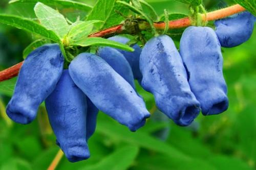 Совместимость вишни с другими плодовыми деревьями и кустарниками. Соседи вишни на участке, что можно и нельзя сажать рядом