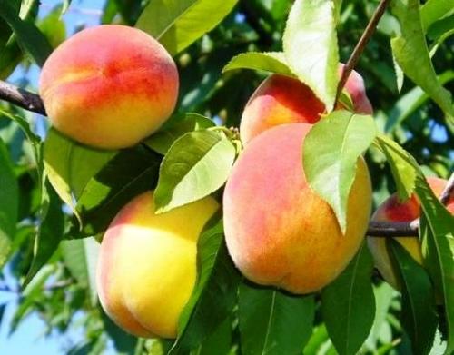 Совместимость персика с другими деревьями. Совместимость растений. Част. Конкуренты и враги
