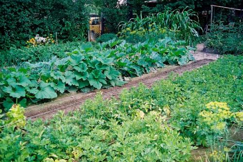 Совместимость персика с другими деревьями. Совместимость растений. Част. Конкуренты и враги