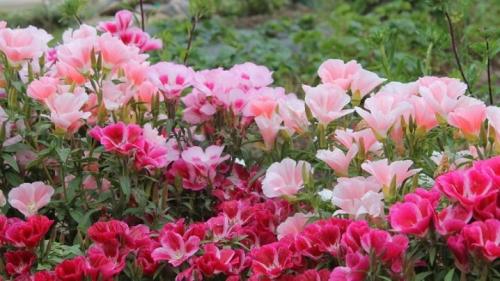 Выращивание годеции из семян в открытом грунте. Уход за рассадой и высадка в открытый грунт 03