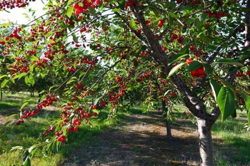 Совместимость вишни с другими плодовыми деревьями и кустарниками. Соседи вишни на участке, что можно и нельзя сажать рядом