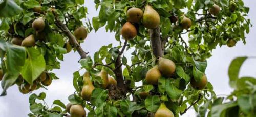 Совместимость сливы с другими деревьями. Совместимость садовых деревьев друг с другом и другими культурами