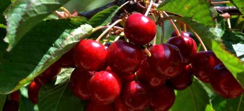 Совместимость сливы с другими деревьями. Совместимость садовых деревьев друг с другом и другими культурами