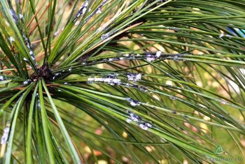 Совместимость сосны с другими растениями. Какие растения нельзя сажать рядом с хвойными на участке