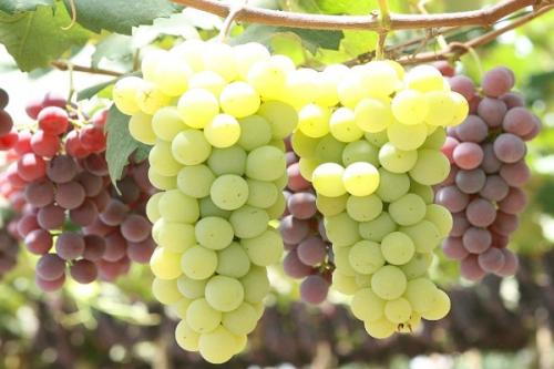 Совместимость вишни с другими плодовыми деревьями и кустарниками. Соседи вишни на участке, что можно и нельзя сажать рядом