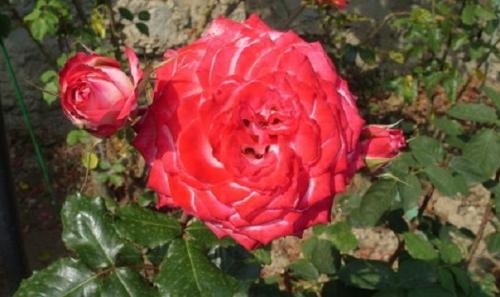 Виды роз для сада. Розы (39 фото): Сорта роз с фото и названиями сорта