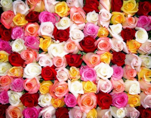 18 видов самых красивых роз. Описание самых красивых, лучших роз и их характеристики