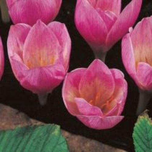 Какие виды осенних крокусов лучше всего подходят для выращивания в саду. Осенние крокусы — особенности выгонки