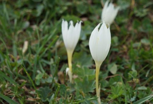 Почему осенние крокусы считаются одними из лучших цветов для осеннего сада. Описание осеннего крокуса