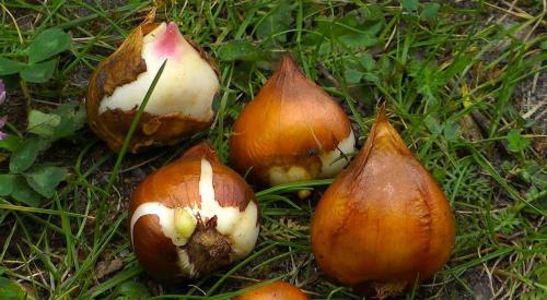 Как разделить луковицы тюльпанов. Размножение тюльпанов луковицами