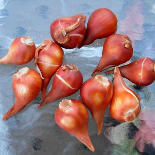 Луковица тюльпана одноразовая. Как выбрать луковицы для посадки тюльпанов?