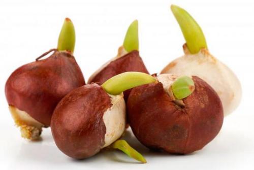 Луковица тюльпана одноразовая. Как выбрать луковицы для посадки тюльпанов?