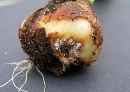 Почему сгнили луковицы тюльпанов. Грибковые заболевания тюльпанов