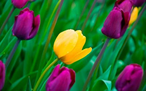 Почему сгнили луковицы тюльпанов. Грибковые заболевания тюльпанов