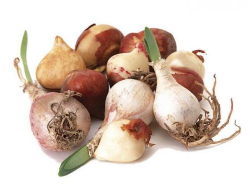 Луковица тюльпана одноразовая. Как выбрать луковицы для посадки тюльпанов?